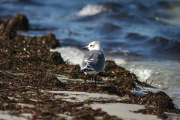 Seagull on the beach