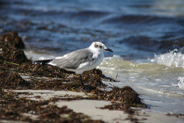 Seagull on the beach