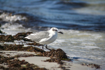 Seagull on the beach