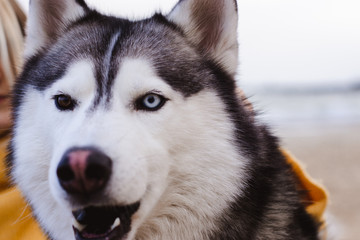 Obraz premium Husky portrait outdoors. Walk with the dog.