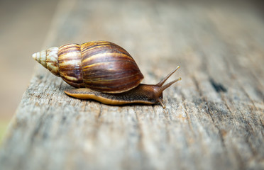 snail is slowly crawling forward on the old wood.