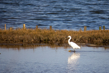Aigrette
