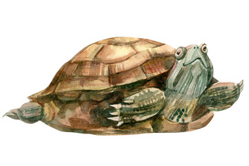 sea animals turtle watercolor, painting, hand drawing