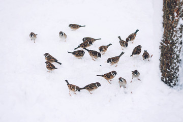 Birds sparrows eating seed from snow ground in the winter park. Wooden handmade bird feeder in winter snow cold day. © irissca