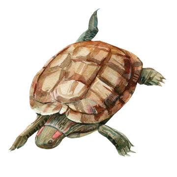 sea animals turtle watercolor, painting, hand drawing