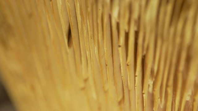 Champignon texture macro