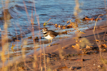 Plover on the shore of a lake.