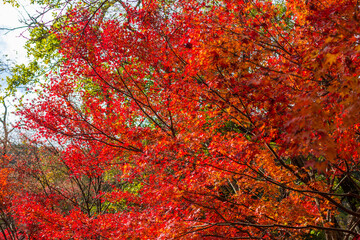 red autumn leaves