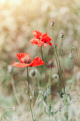 Naklejka premium Red poppies in bloom at sunny day