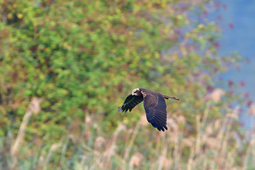 Rohrweihe im Flug in der Oberlausitz