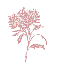Fototapeta premium Pink illustration Flower Aster with leaves Art nouveau