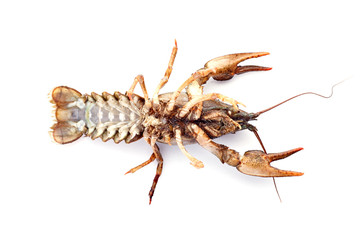 Crayfish, crawfish isolated on the white background.