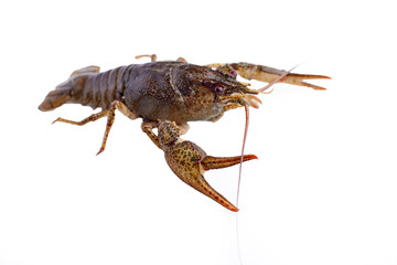 Crayfish, crawfish isolated on the white background.