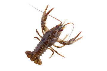 Crayfish, crawfish isolated on the white background.