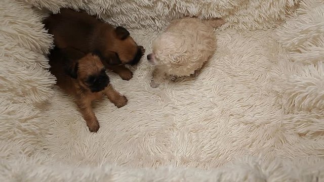 puppy portrait wool plaid background hd footage 