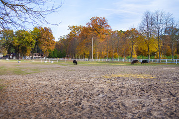 Wooden white fence on a green field. Beautiful blue sky. Horses graze.
