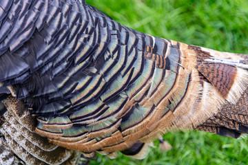 Close up of beautiful Turkey feathers