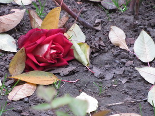 Rose cut and lying on the ground