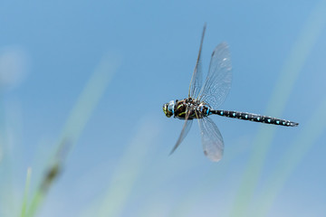 A common hawker dragonfly in flight on a sunny day in summer