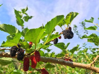 Mulberry and green leaves The ripe black fruit is sweet and the red ripe fruit has a sour taste on the branches. The fresh mulberry fruit provides fiber and nutrients that are highly