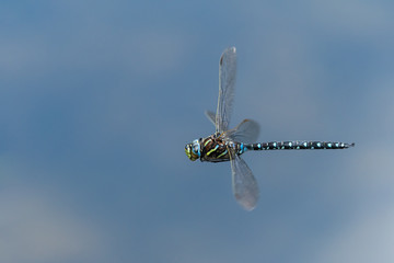A common hawker dragonfly in flight on a sunny day in summer