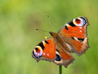 A peacick butterfly sitting on a flower on a sunny day in summer