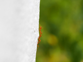 Red ants to climb on the vertical wall