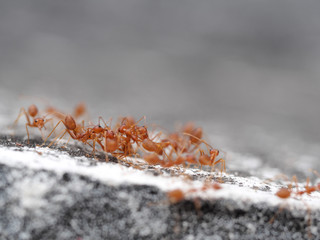Red ants on the floor