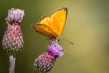 A scarce copper butterfly sitting on a flower on a sunny day in summer