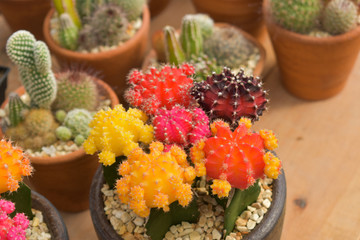 cactus, cactus background, cactus from Thailand country