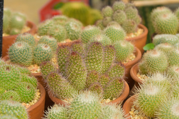 cactus, cactus background, cactus from Thailand country