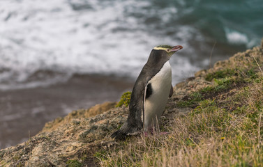 Fototapeta premium Vom aussterben bedrohter yellow eyed Penguin in der Nähe des Nugget Point Lighthouse in Neuseeland.