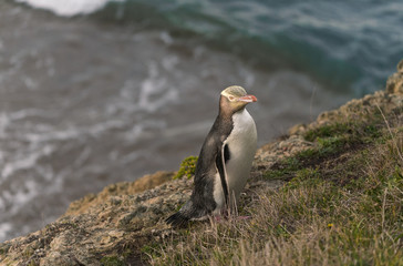 endangered yellow eyed penguin, new Zealand