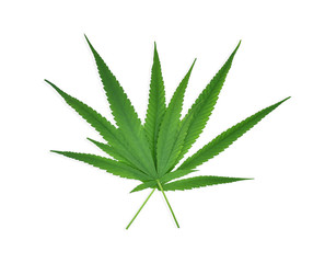 green hemp leaves isolated on white background top view. cannabis bush.