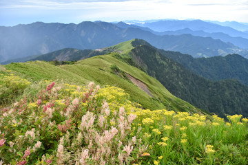 Naklejka na ściany i meble Beautiful alpine meadow and wildflowers in Mount Hehuan