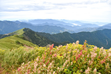 Beautiful alpine meadow and wildflowers in Mount Hehuan