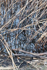 reeds after a fire near the pond