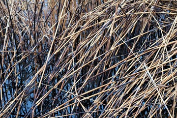 reeds after a fire near the pond