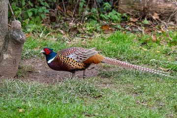A beautiful male pheasant seen from a side view