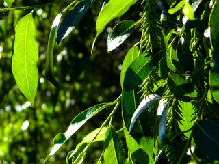 Close up of branch with green leaves.