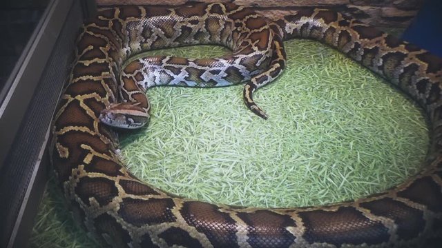 The snake slowly crawls in the terrarium