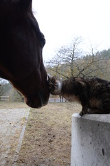 Freunde fürs Leben. Kater schmeichelt mit Pferd