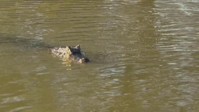 A caiman hunts in the Rio Cuiaba, Pantanal.