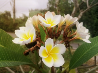 White plumeria flower blooming on tree, white frangipani tropical flower.