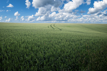 Young wheat growing in the field under blue sky.