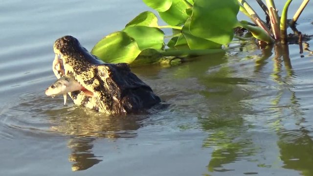 A caiman hunts in the Rio Cuiaba, Pantanal.