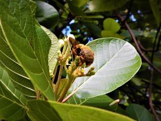 Hummel / Biene