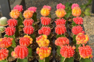 cactus, cactus background, cactus from Thailand country