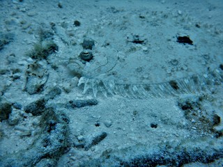 Fisch