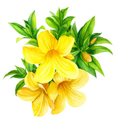 yellow tropical flowers on isolated white background, watercolor illustration, hand drawing, botanical painting